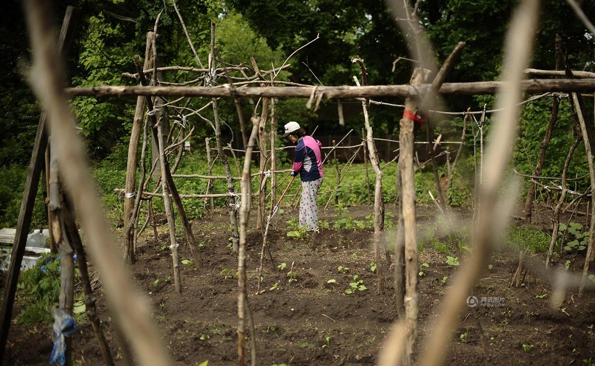 中国留学生家长耶鲁校园"垦荒"种菜获赞