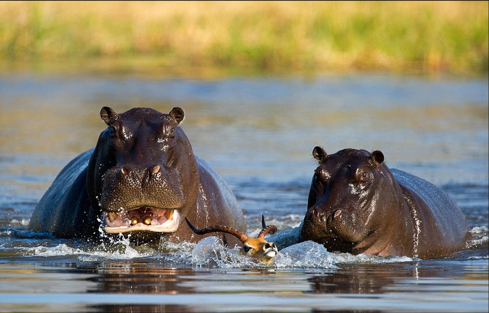 非洲河马与鬣狗"联手"猎杀黑斑羚