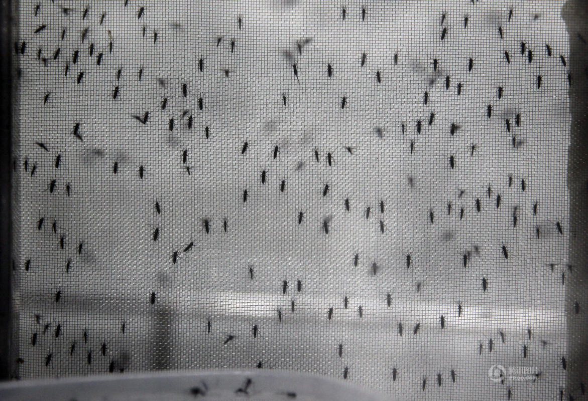 探秘世界最大蚊子工厂:每周产50万绝育蚊子(组图)