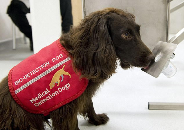 英国训练犬识别前列腺癌准确率可达93