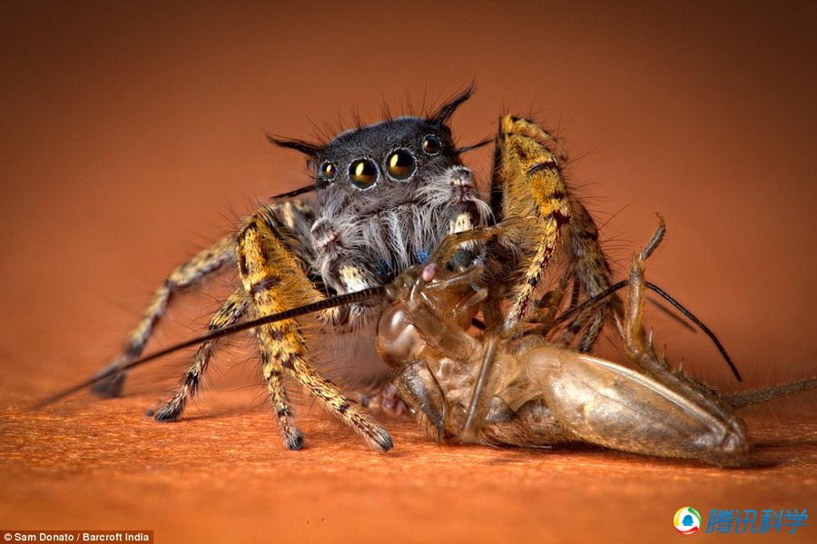 幽灵蜘蛛吃蟑螂图片