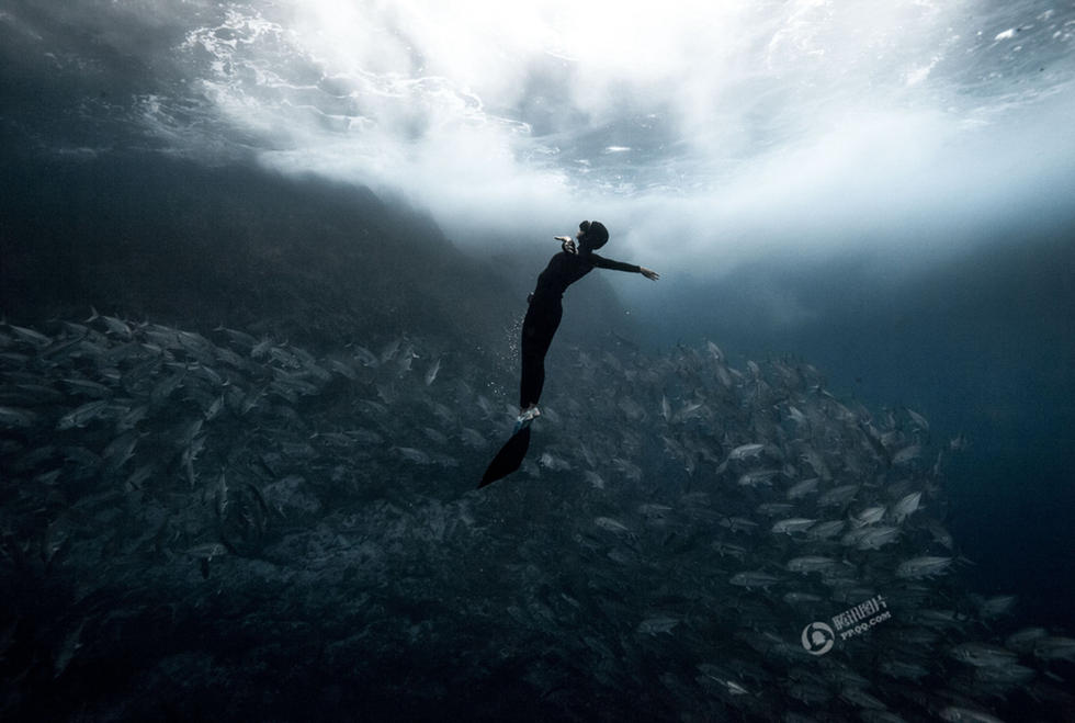 实拍潜水员近距离和动物水中嬉戏