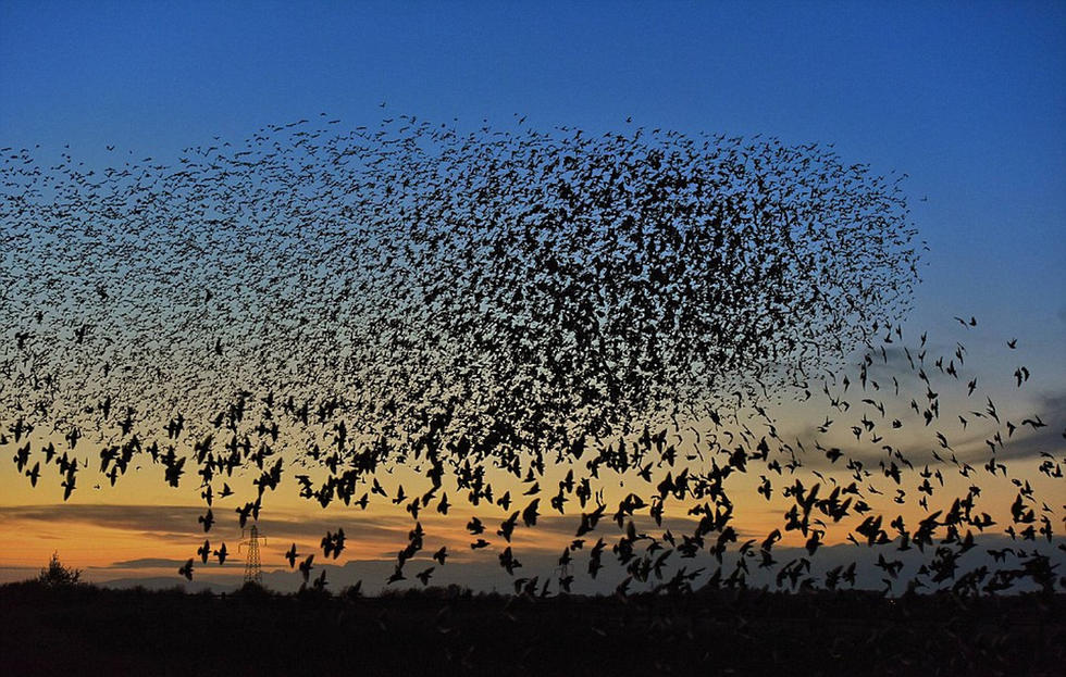 英国数千飞鸟集体迁徙遮云蔽日场面壮观