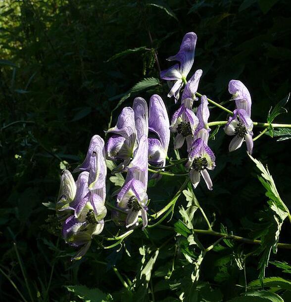 乌头害关羽刮骨,可散寒止痛