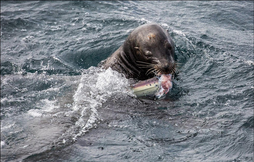 加州海岸惊魂一幕鲨鱼捕杀海豹遭反杀