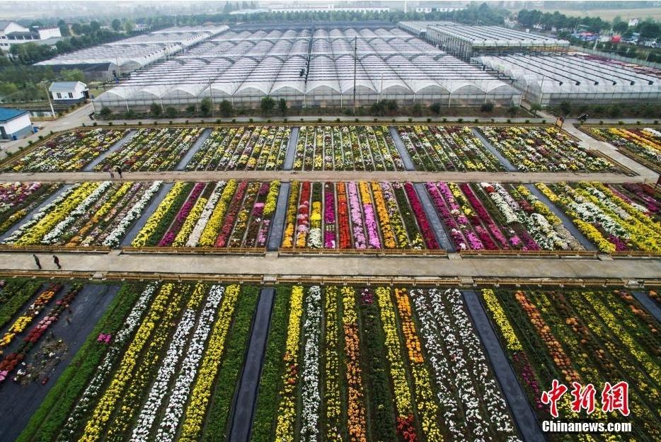 组图:航拍南京菊花基地 姹紫嫣红现斑斓花海
