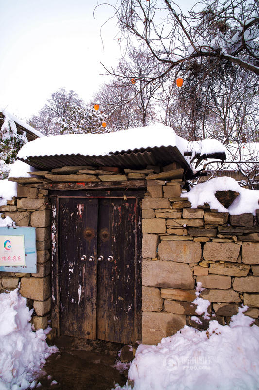 沂蒙雪中九间棚 古树银花醉游人