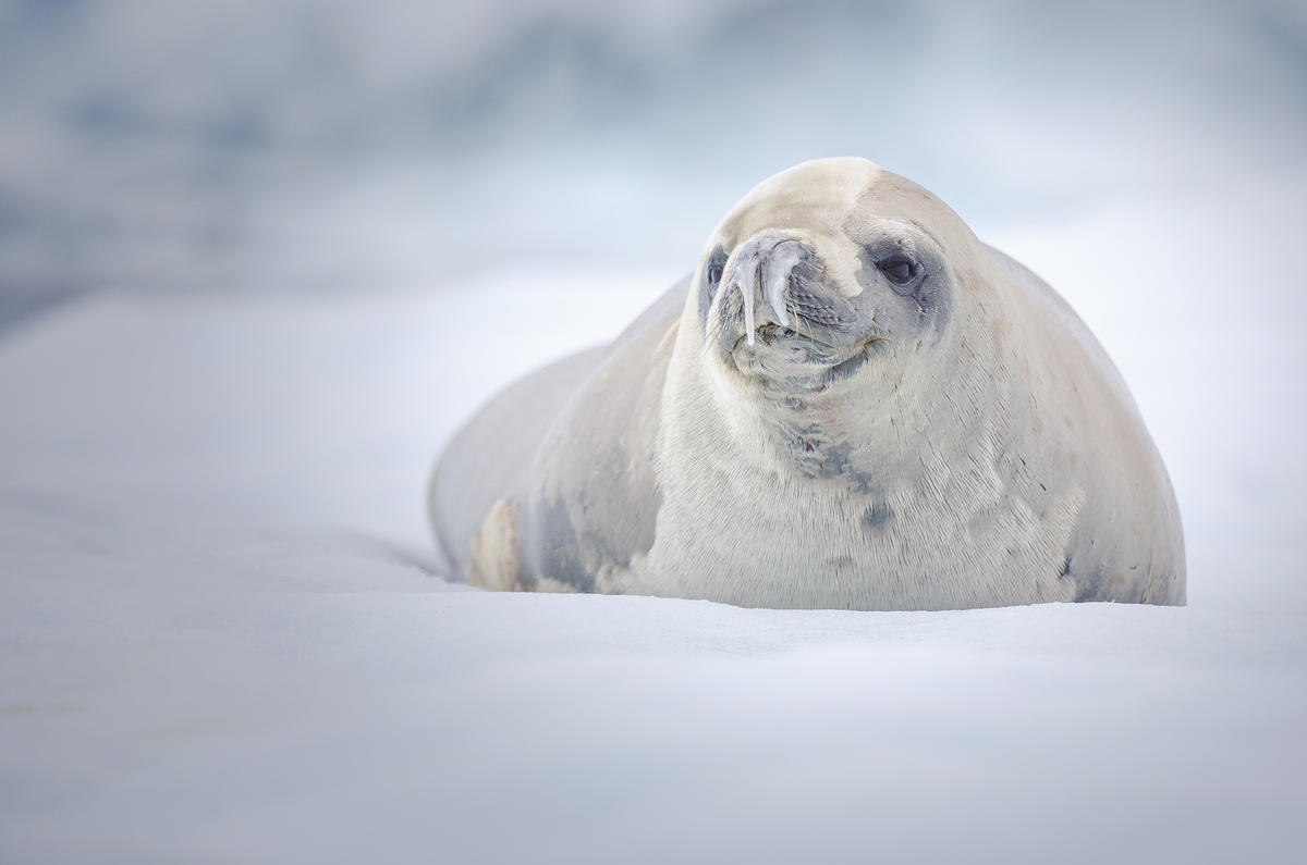 david merron:极地冒险