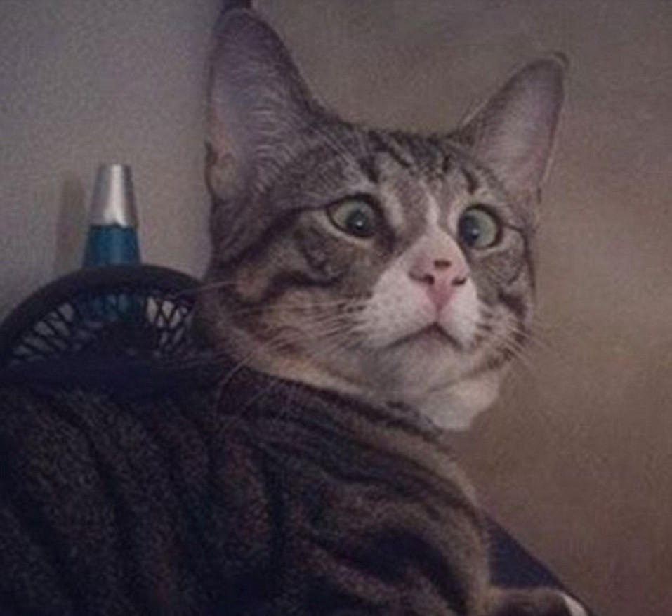 美国"对眼猫"天生焦虑脸走红 可怜又可爱