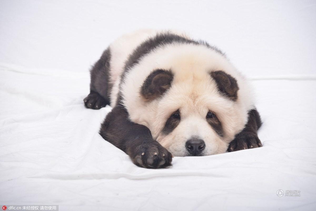 新加坡狗主人给松狮犬染色假扮大熊猫