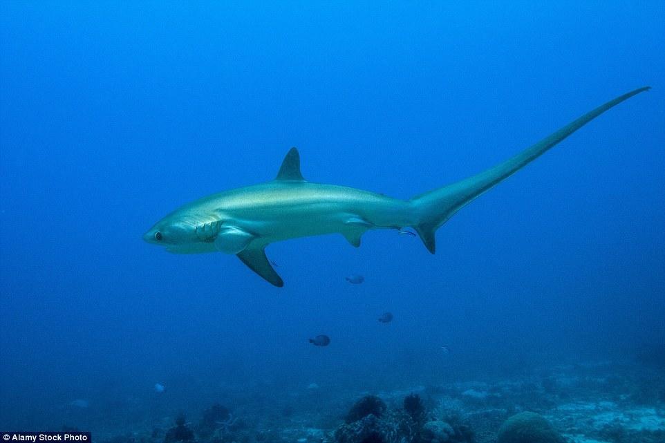 南非女子海上衝浪 不覺身後5條鯊魚