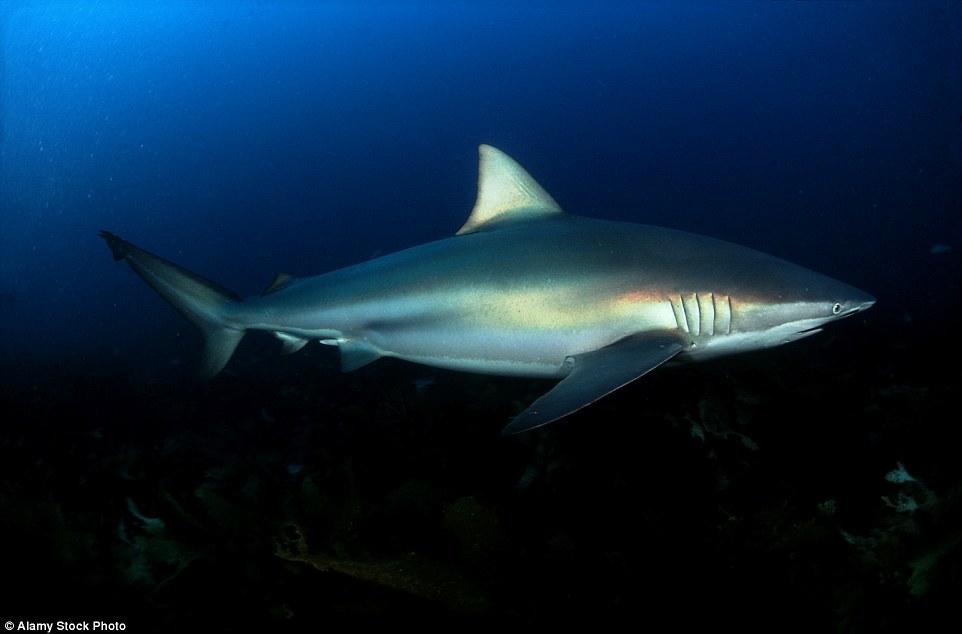 其他4条鲨鱼被认为是短尾真鲨,活泼善泳,主要也是以海洋性鱼类等为