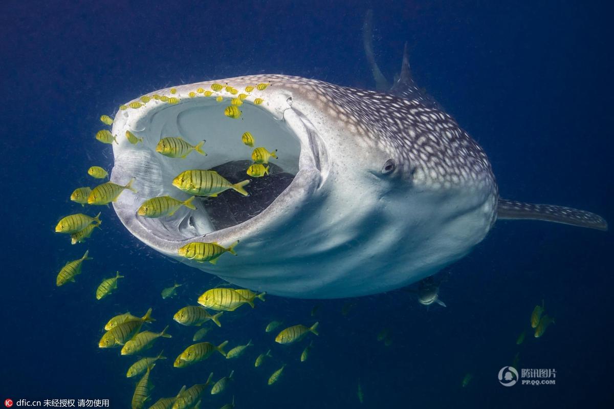 巨口 AcFun弹幕视频网