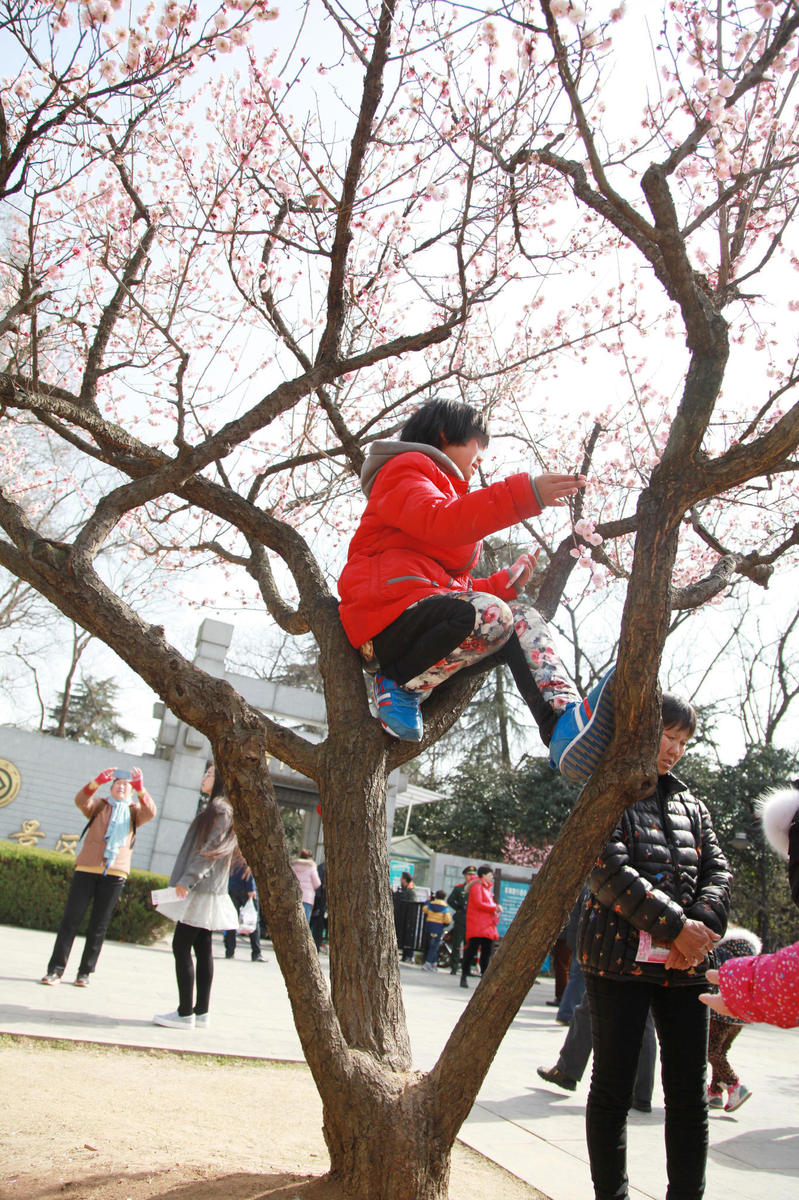 南京梅花节现不文明现象孩子上树家长拍照