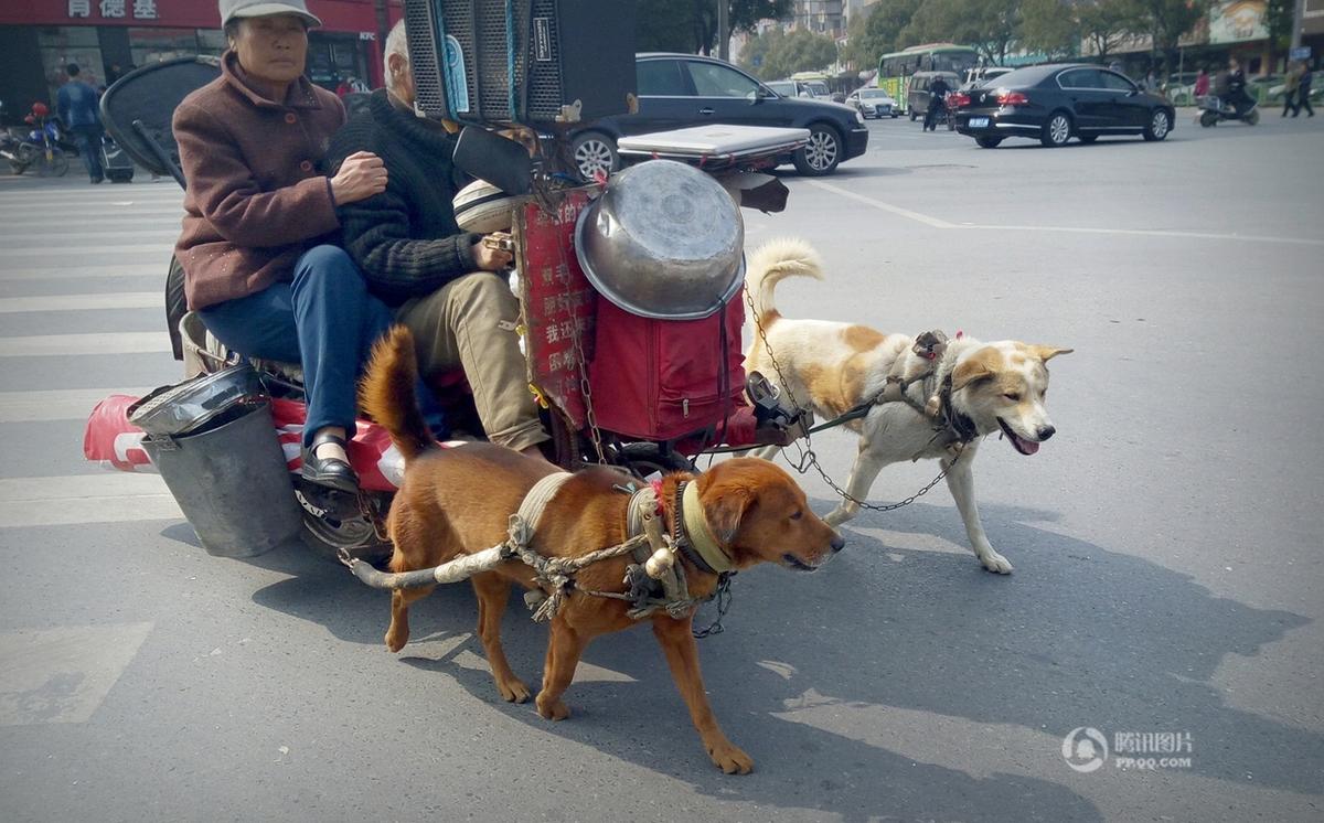 老年夫妇自驾改装狗拉车上路引围观 新闻 腾讯网