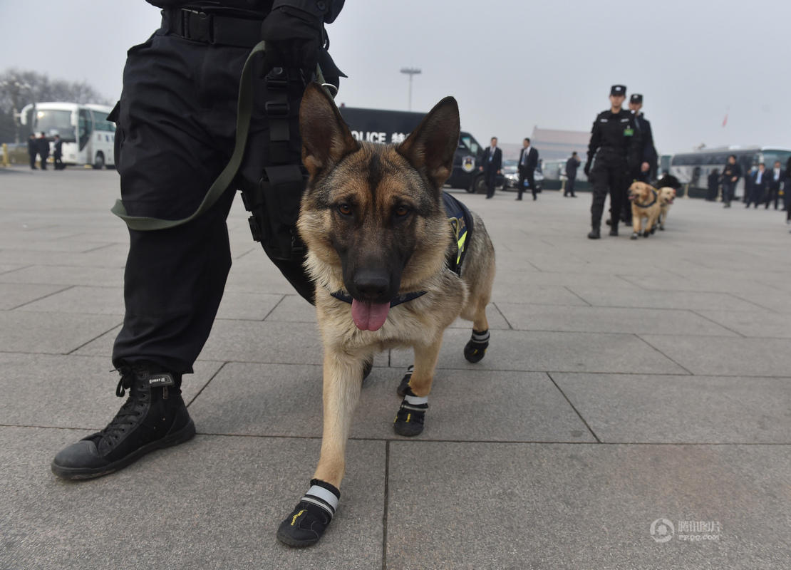 警犬穿黑色"小靴"执勤