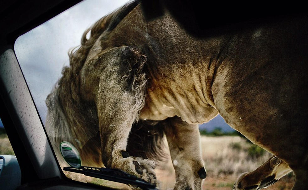 狮语者带领狮群拍大片上演人狮情缘