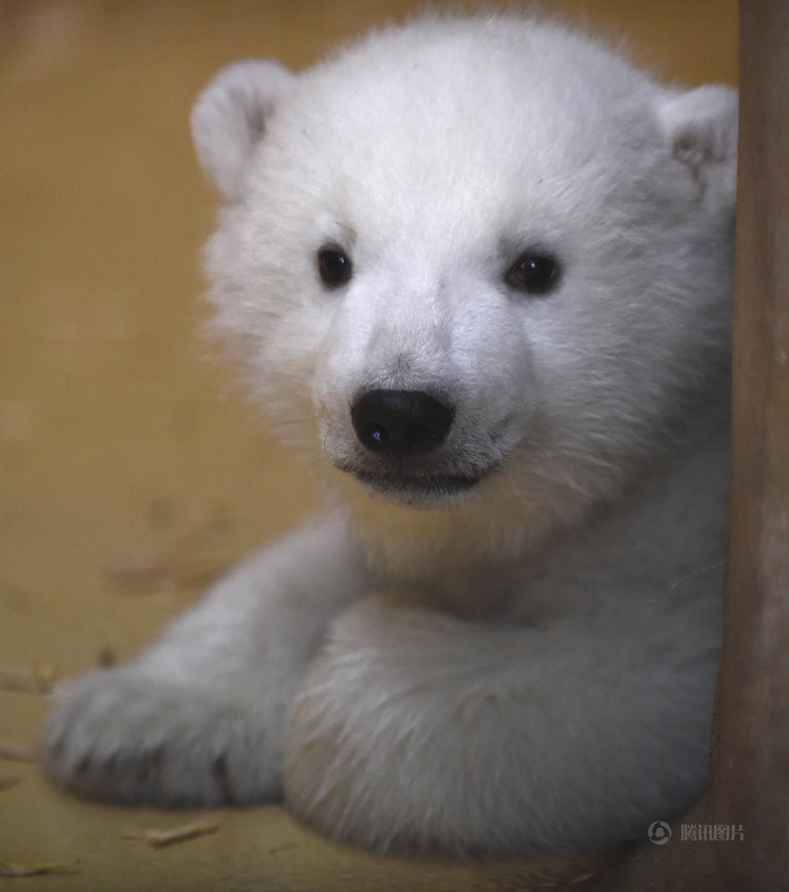 德国动物园超萌北极熊宝宝亮相