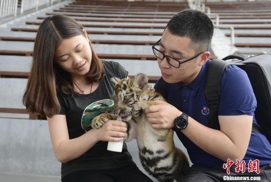 图为小学生与可爱的老虎亲密接触.