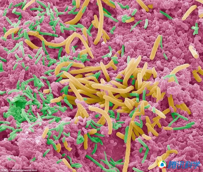 这些细菌怪兽生活在你的口腔里