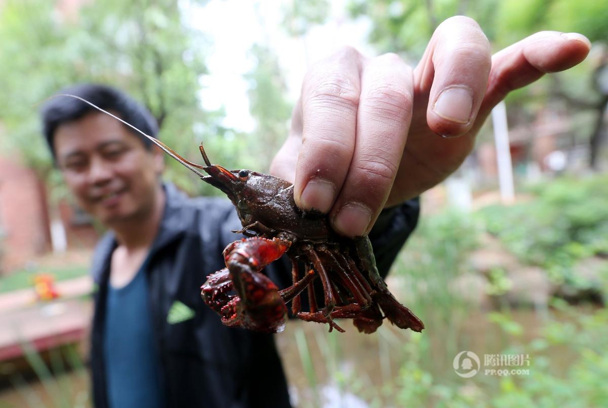 昆明一小區池塘小龍蝦氾濫居民釣蝦忙