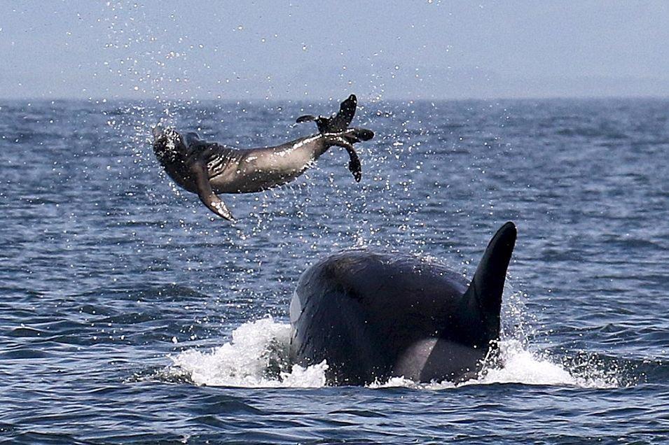 实拍虎鲸吞食海豹前抛打三次 如抛破布娃娃