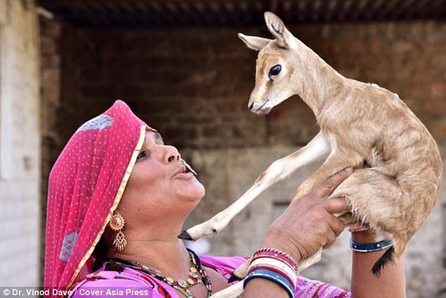 印度部族女子母乳喂幼鹿它们就像我们的孩子