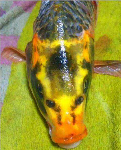 邵阳武冈市民钓起一条"人面鲤鱼" 估价超40万