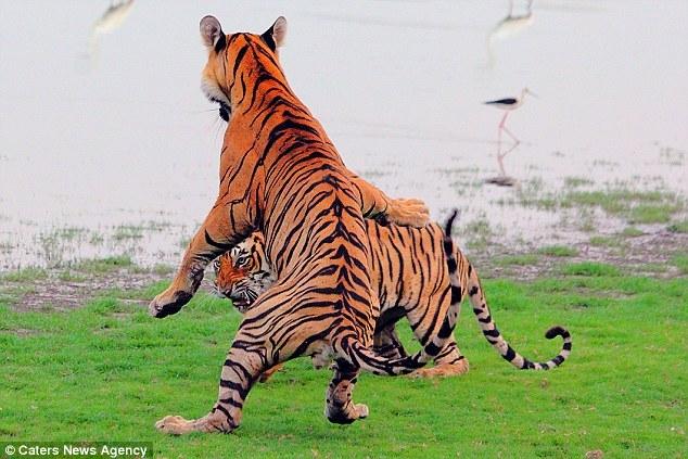 老虎攻击跳起来图片