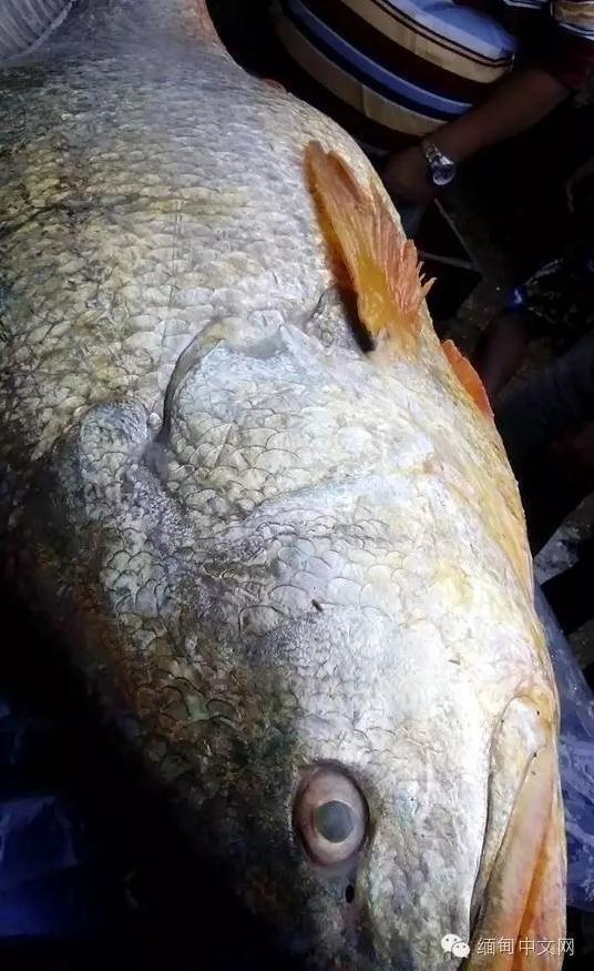 组图:中国"土豪"买走缅甸18万元天价鱼