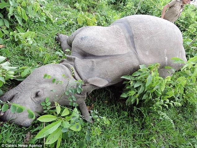 印度国家公园三头犀牛遭雷劈死