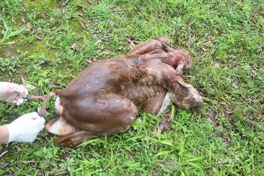 重庆永川野生动物园产下罕见双头大羚羊宝宝 - acfun弹幕视频网