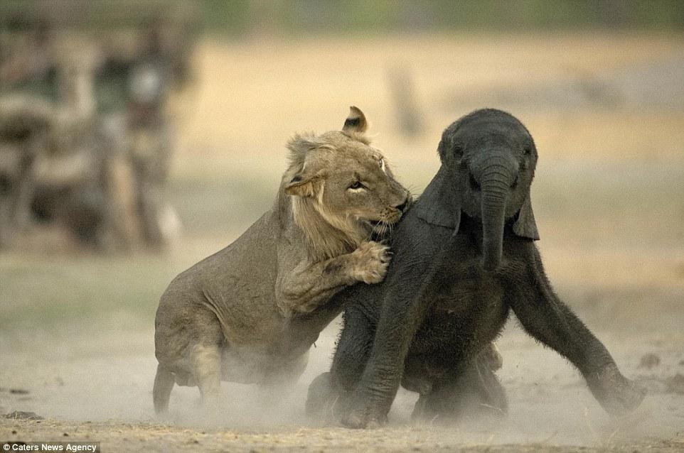 非洲狮猎杀小象掉队幼仔成狮子口中食
