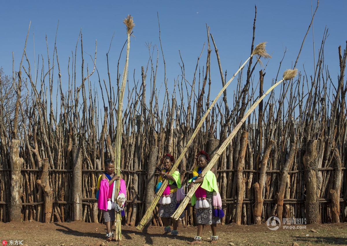 斯威士兰庆祝芦苇节 豆蔻少女成人时 国王陛下选妃日
