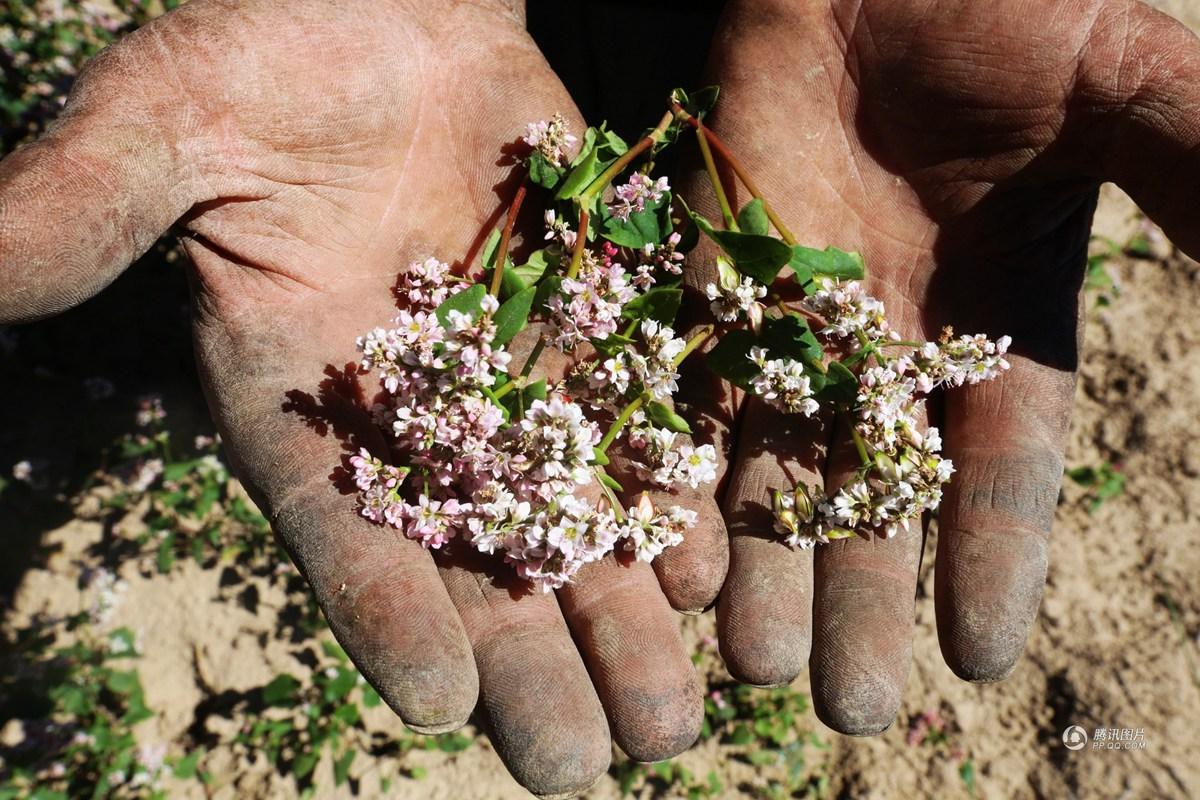 甘肃严重旱灾农作物遭殃 10株土豆不足一斤
