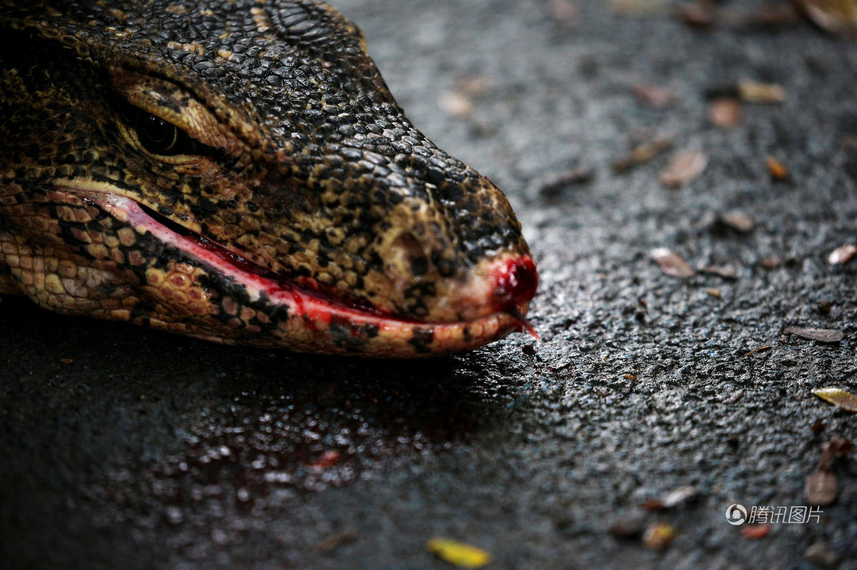 泰国闹市巨蜥频繁出没 吓坏路人