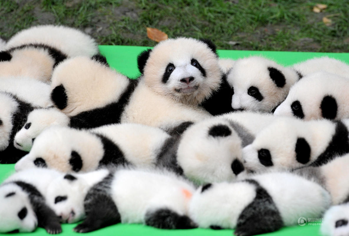 成都23只大熊猫幼仔上演熊猫瘫