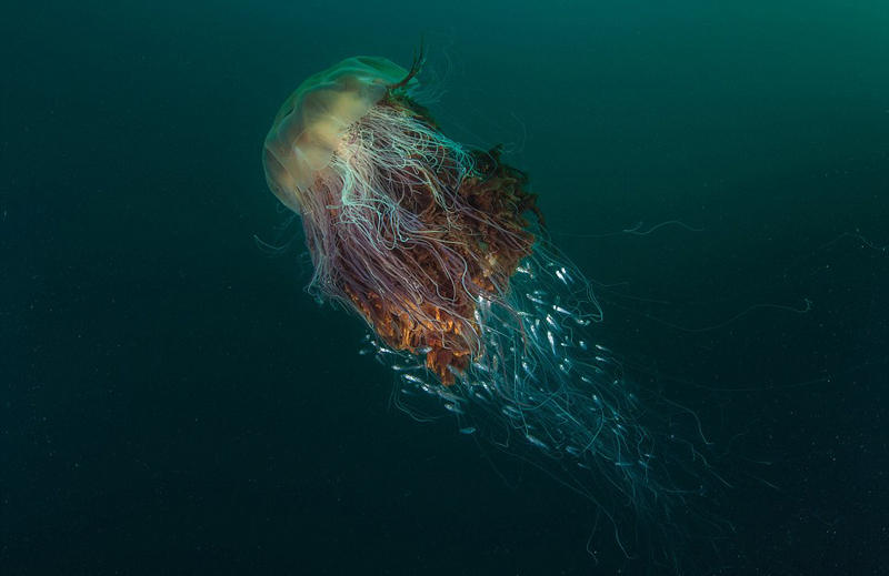 摄影师拍苏格兰海岸海洋生物迷人照片摄影师拍苏格兰海岸海洋生物迷人