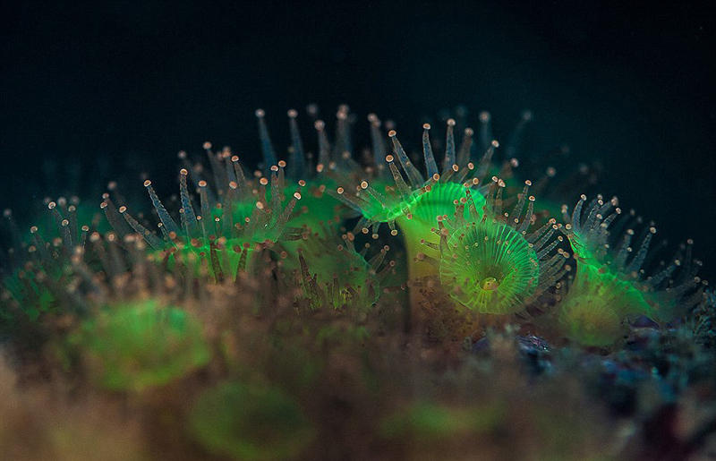 摄影师拍苏格兰海岸海洋生物迷人照片摄影师拍苏格兰海岸海洋生物迷人