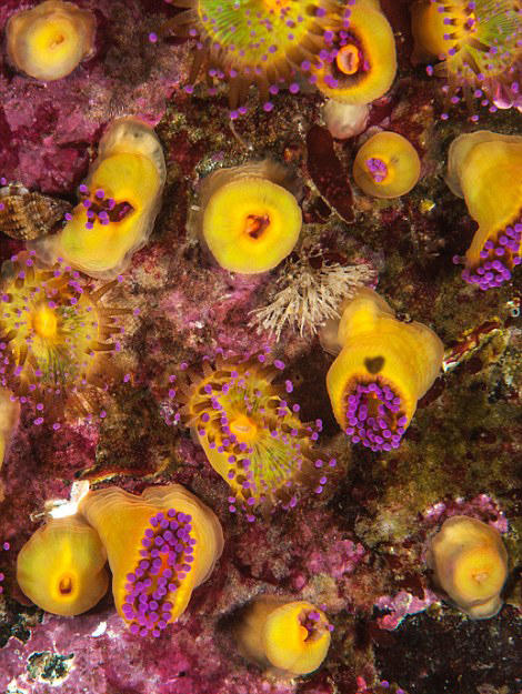 摄影师拍苏格兰海岸海洋生物迷人照片摄影师拍苏格兰海岸海洋生物迷人