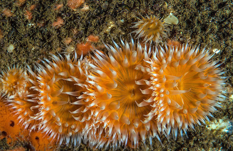 摄影师拍苏格兰海岸海洋生物迷人照片摄影师拍苏格兰海岸海洋生物迷人