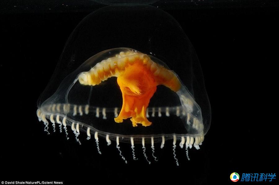这些精美图像揭晓海洋生物的复杂性远超过人类,图中是水螅水母