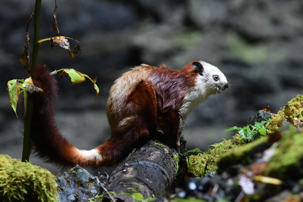 陕西探险队员在巨型天坑内救助一只罕见飞猫
