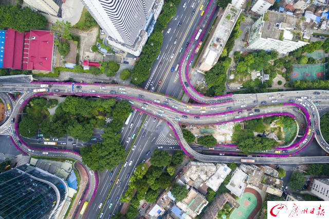 图为东濠涌高架与东风中路交界的高架桥上簕杜鹃盛放.
