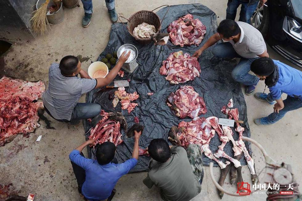 苗寨的中很多牛是由多家集资购买轮流饲养的,在牯脏节的时候宰杀分肉