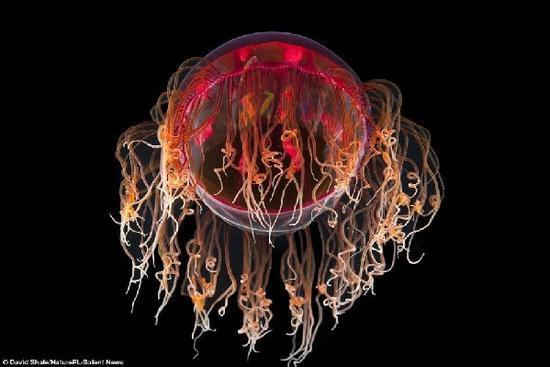 图为外形怪异的管水母.图为发现于大西洋的缘叶水母.