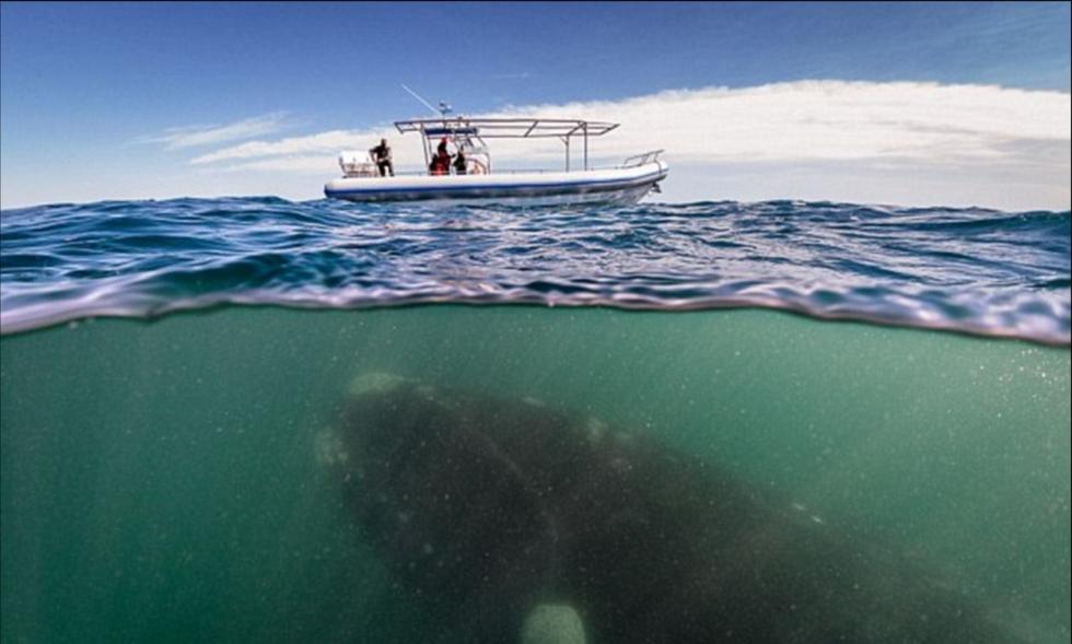 盘点深海下的巨型生物恐怖又奇幻