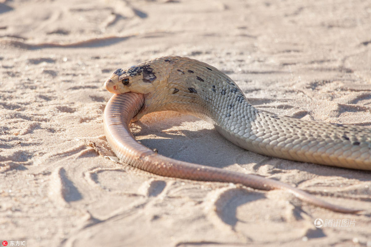 眼镜蛇捕食同类 艰难吞咽一小时才吃下 - 海阔山遥 - .