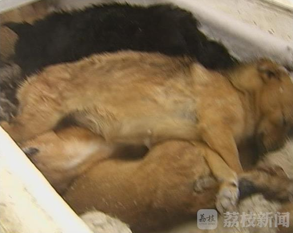 苏州警方捣毁毒狗犯罪团伙 冰柜里存60多只死狗