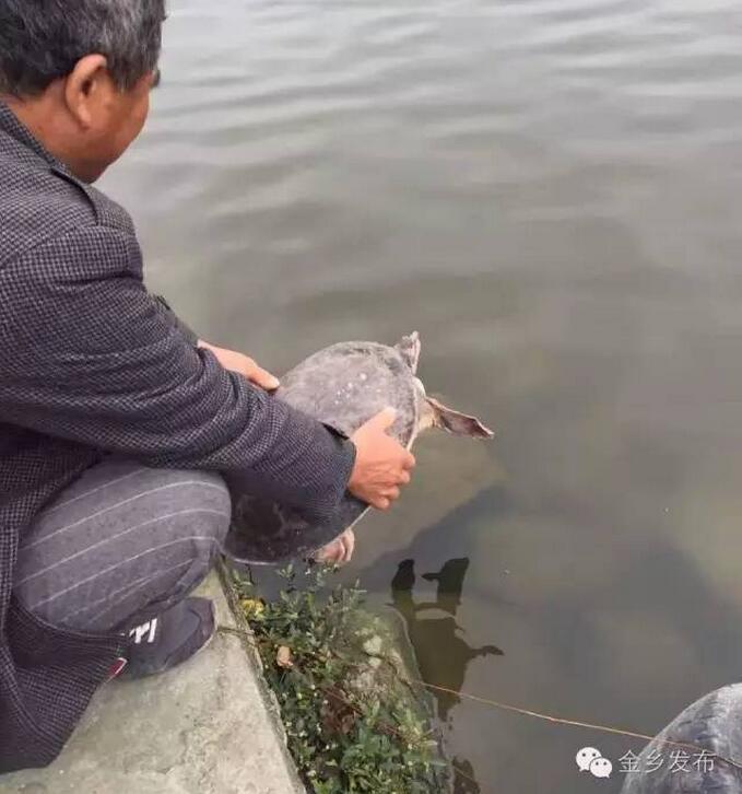 金鄉護城河驚現14斤野生大甲魚!